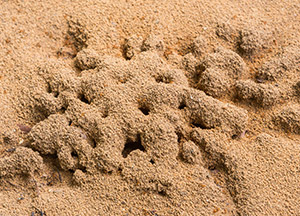 Odorous House Ant Nest