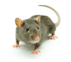 rat control Seattle