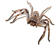 spiders