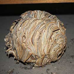 wasp nest removal