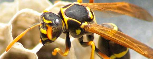 wasp removal